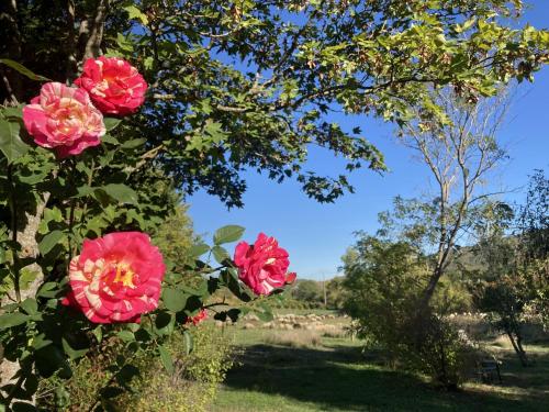 a group of pink flowers on a bush at Les Deux Chevaux Chambres d’Hôtes in Rouvenac