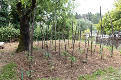 Κήπος έξω από το Green Garden