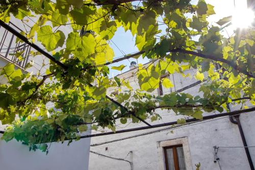 a tree with green leaves in front of a building at Dimore di Bacco in Rutigliano