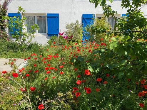 Maisonnette de Jardin photo 18