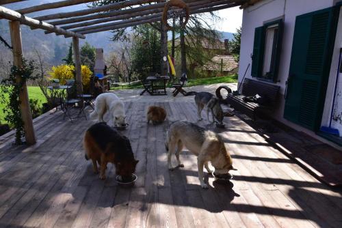 a group of dogs eating food on a patio at La rosa sul lago in Osiglia