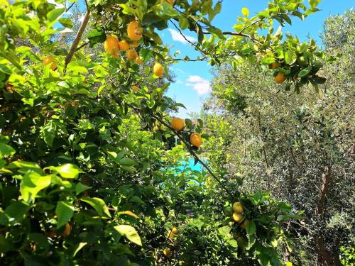 アルバーノ・ラツィアーレにあるVilletta di Lago Albanoのギャラリーの写真