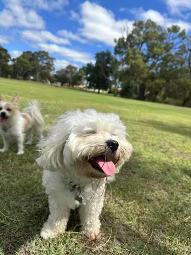 two dogs standing in a field with their tongue out at Master room with private bathroom in Perth