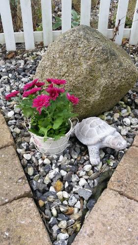 a turtle sitting on rocks next to a plant at Rundvejen Guest House in Aalborg