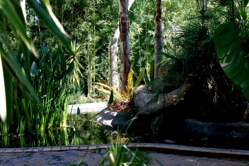 a garden with a pond and trees and plants at Summerview Guest Lodge in Johannesburg