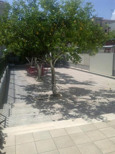 an orange tree in the middle of a courtyard at Hotel Aurora in Scauri