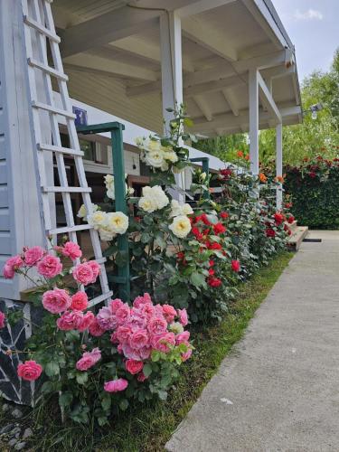 a bunch of flowers in front of a building at WHITE HOUSE, Vidraru in Căpăţîneni-Pămînteni