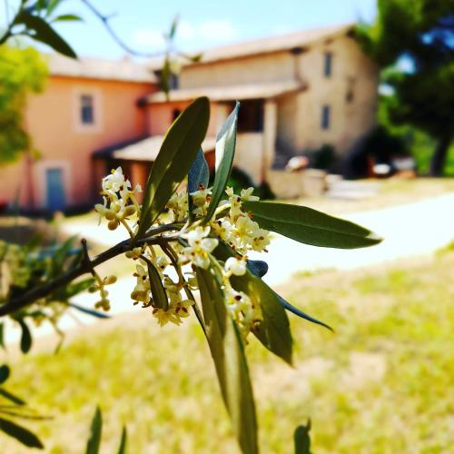 a tree with white flowers in front of a house at Tenuta San Felice in Giano dellʼUmbria
