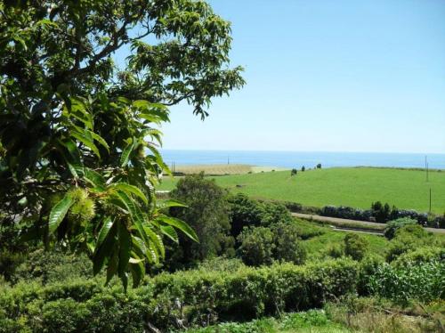 a view of the ocean from a tree at Quinta das Queimadas in Nordeste