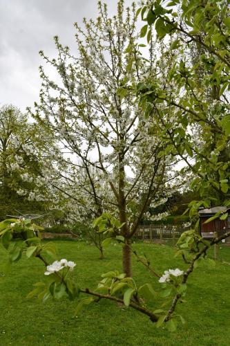 a tree with white flowers in a green field at Au four et au jardin in Namur