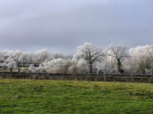a field with trees with white flowers in the background at La Bruyère - B & B - in Tréban