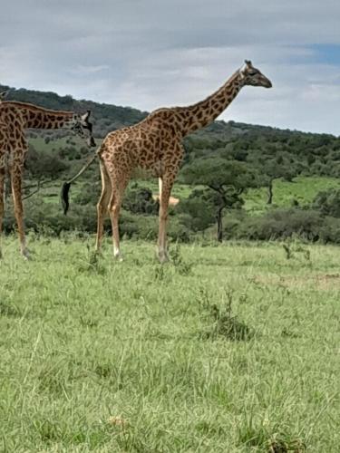 two giraffes standing in a field of grass at Mara Sidain safaris in Sekenani