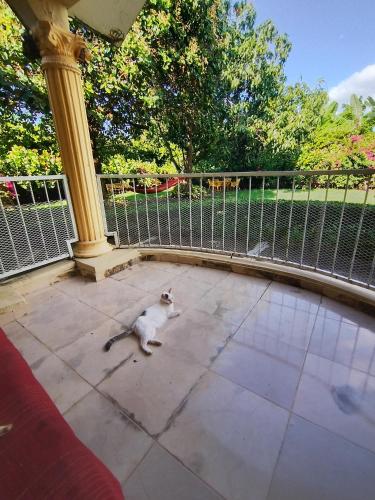 a cat sitting on the floor next to a fence at Paraiso Hortensia Ecolodge in Santiago de los Caballeros