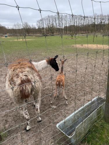 two sheep standing in a field behind a fence at Billund Farm Holiday in Billund