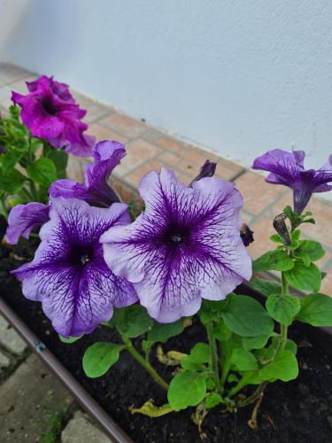 Сад в Vila Speranta