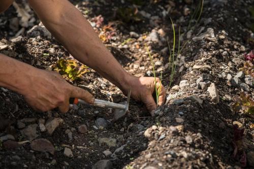 a person holding a tool in the dirt at Banana Garden Suites in Hermigua