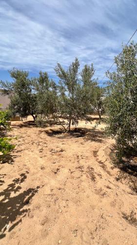 a dirt field with trees in the desert at Villa Le Domaine Djerba Piscine Chauffée sans vis à vis in Mezraya