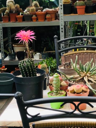 a bunch of cacti and other plants on shelves at B &B Yuupke Maasbree Noord-Limburg Venlo Roermond in Maasbree