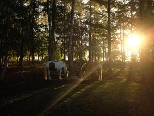 two horses grazing in a field with the sun shining through trees at Chalet in Netherlands near Forest & Water in Dalfsen