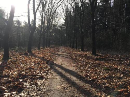 a path in the woods with leaves on the ground at Cottage in Leenderbos near Nature Reserve in Leende