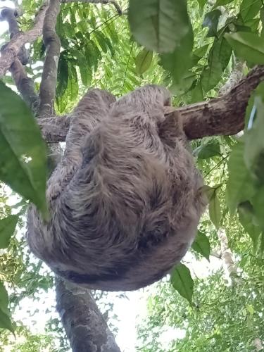 a sloth sleeping in a tree at Mountain Top Park Hotel in Quepos