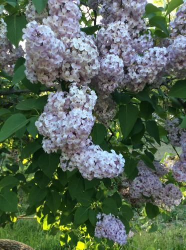a bunch of lilacs hanging from a tree at B&B Villa Rossana in Langhirano