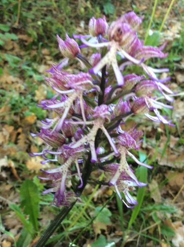 a purple flower with a bee on top of it at B&B Villa Rossana in Langhirano