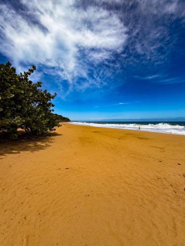 a sandy beach with a tree on top of it at Toucan Hill Lodge in Bocas del Toro