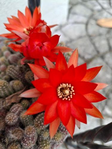 two red flowers on the side of a cactus at Appartamento Le Magnolie in Mestre
