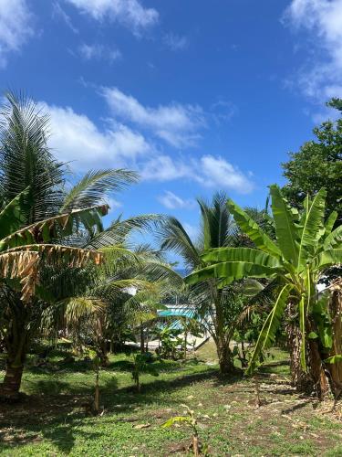 a group of palm trees on the beach at The Sea Cliff Hotel Resort & Spa in Port Antonio