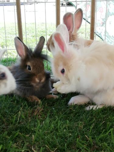a group of rabbits sitting in the grass at Mariolas Tinyhouse in Markt Nordheim