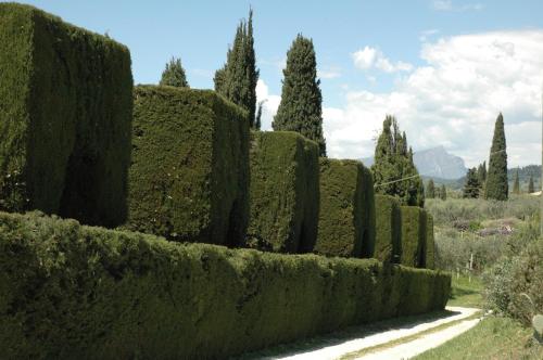 a row of hedges in a garden with trees at Agriturismo Tenuta la Pergola in Bardolino