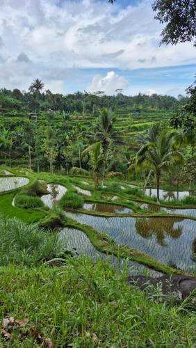 a field of grass with palm trees in the background at MyHome - Lombok in Tetebatu