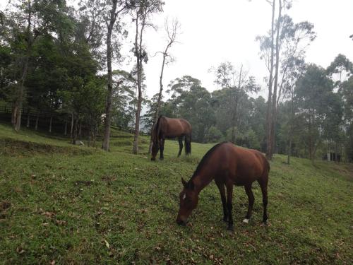 two horses grazing in a field of grass at Condominio Hacienda Shangrila in San Francisco