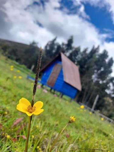a yellow flower in a field with a blue shed at Camping San Francisco - Cabaña, Teepee & Zona de Camping in Guatavita