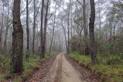 a dirt road in the middle of a forest at Red Rocks Mountain Retreat, Browns Mountain, Kangaroo Valley in Kangaroo Valley