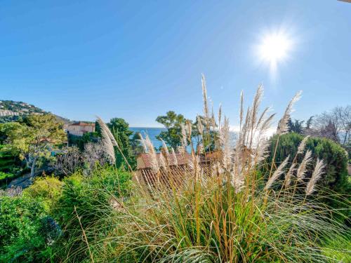 un champ d'herbe haute avec le soleil en arrière-plan dans l'établissement Studio confortable avec Wi-Fi, pour 4, près de la mer - FR-1-827-47, à Roquebrune-Cap-Martin