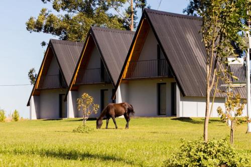 a horse grazing in a field in front of a house at Cabañas La Rosalía in Chajarí