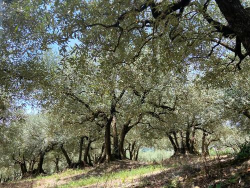 Φυσικό τοπίο κοντά σε αυτή η παραθεριστική κατοικία