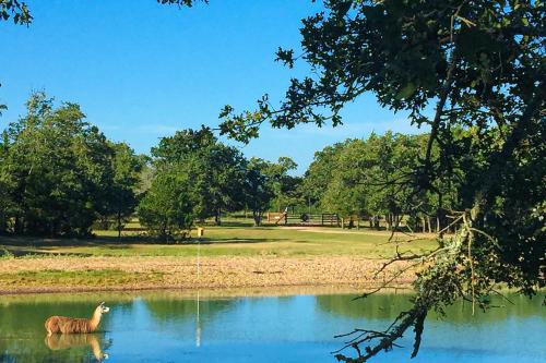 a couple of animals standing in the water at Blitzen - Reindeer Ranch at Round Top in Carmine