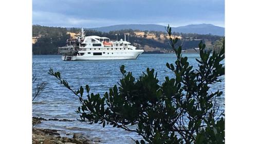 a white boat in the water with a tree at Banyula Cove by Tiny Away in Barnes Bay