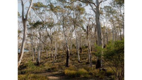 a group of trees in a grassy field with a river in the background at Banyula Cove by Tiny Away in Barnes Bay