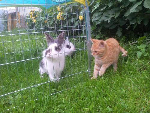 two cats standing in the grass next to a cage at Ferienwohnungen Lichtenegger in Kamp