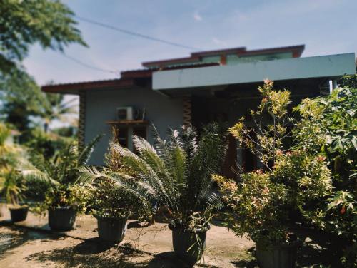 a group of potted plants in front of a house at PENDIK Home Stay in Labuan Bajo