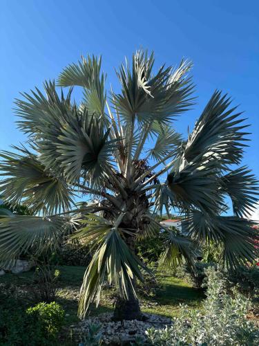 a palm tree with a blue sky in the background at Modern appartement bij zee met zwembad op Blue Bay - Tripletree the hill in Sint Michiel