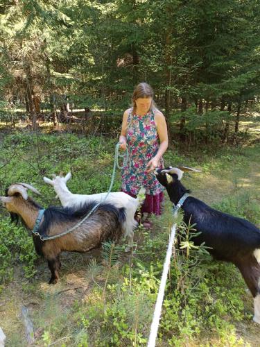 a woman with two goats in a field at Die Alm in Schöllbüchl, Privatzimmer in St. Martin