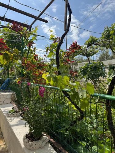 a garden with flowers and plants on a fence at Emy's Rooms in Himare