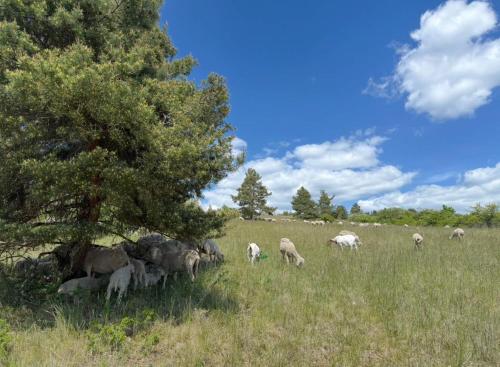 Άλλα ζώα σε αυτό το διαμέρισμα ή στη γύρω περιοχή