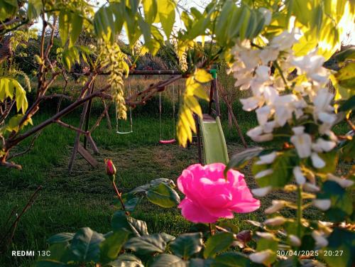 une fleur rose au milieu d'un jardin dans l'établissement Maison Béarnaise, à Préchacq-Josbaig