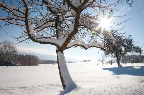 a snow covered tree with the sun behind it at Ferienhaus Alpenpanorama Chalet in Mollenberg